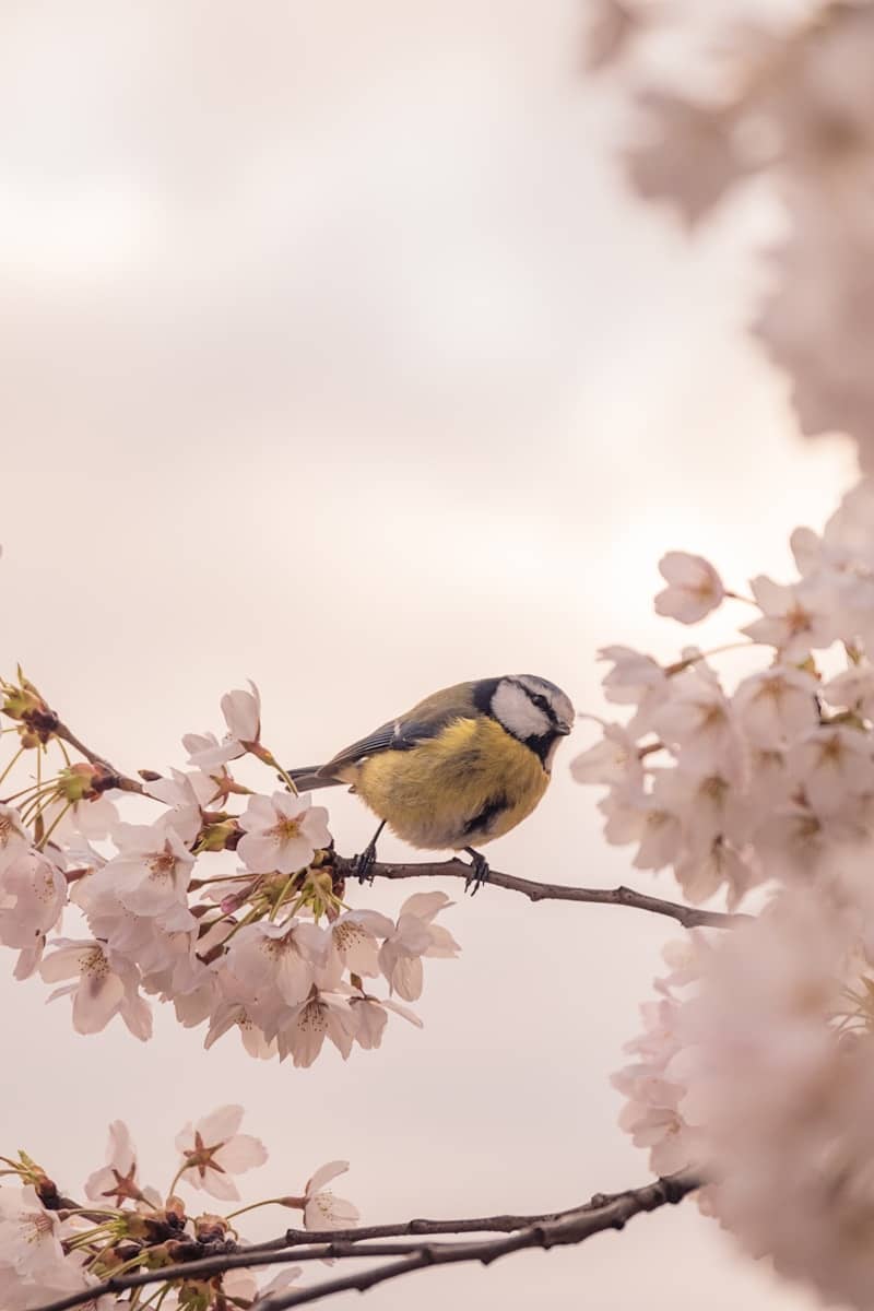 A little bird perched on a blossoming branch.