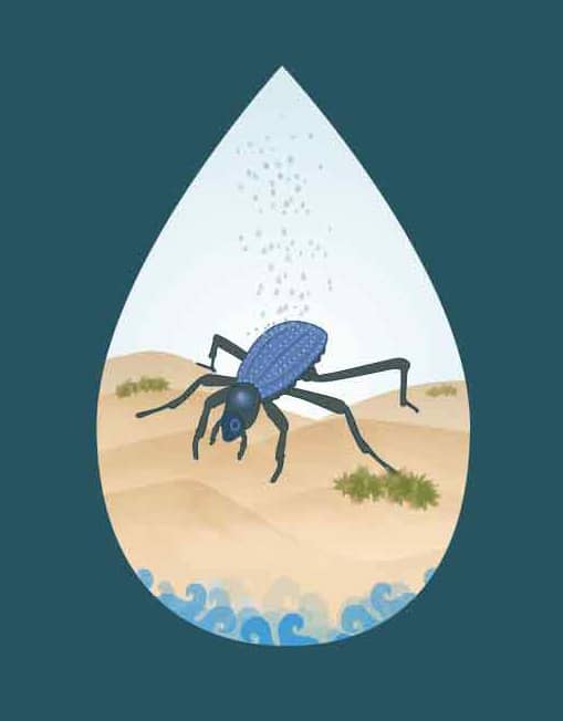 digital illustrations of Namibia desert beetle