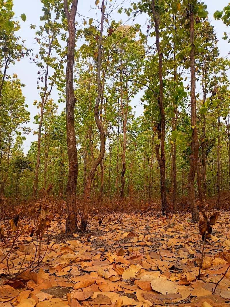 A forest filled with tall, thin trees.