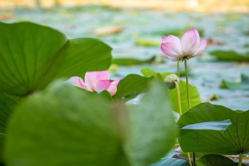 A couple of pink flowers sitting on top of a lush green field