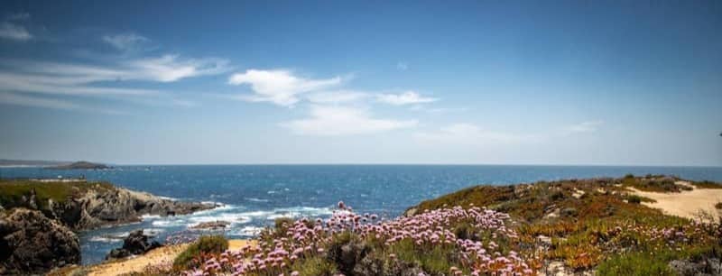 Coastal landscape with pink flowers and blue ocean