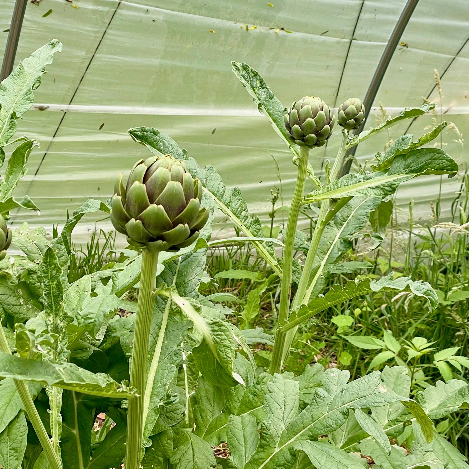 Artichokes at last!