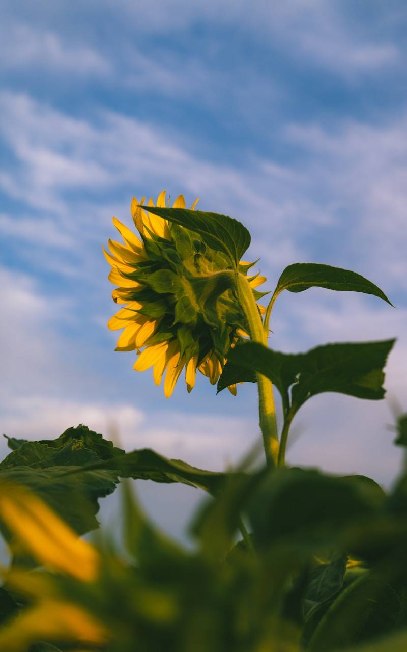 Growing your email list as a dietitan