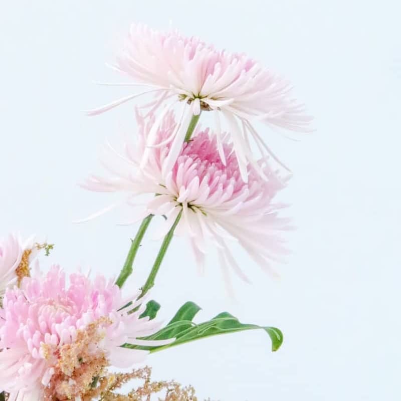 Beautiful pink flowers on a light blue background.
