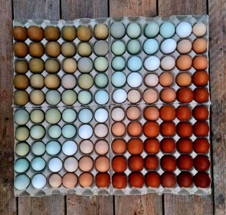 Naturally colored eggs showing the chroma gradient produced by different chicken breeds. Photograph courtesy of Bergs Fairytale Garden