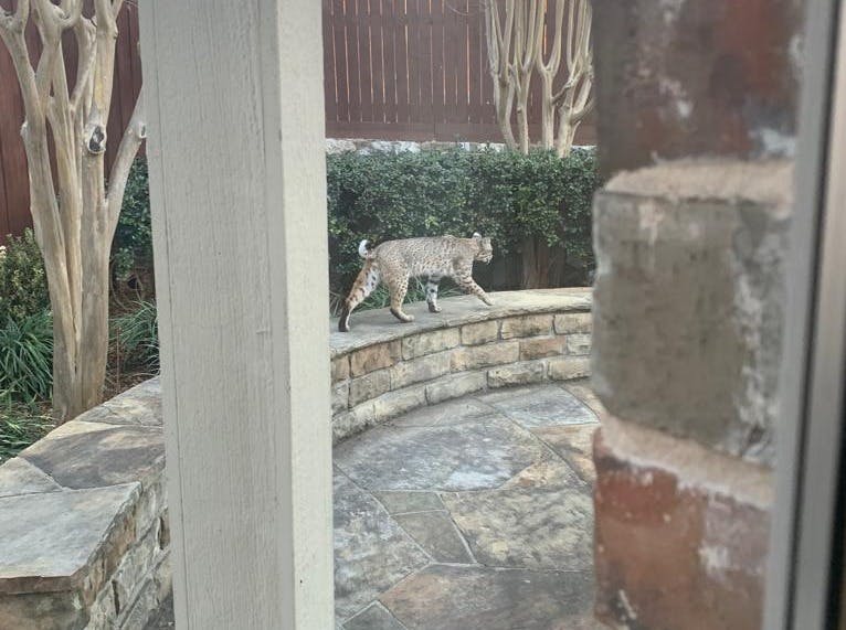 Bobcat my mother saw in her backyard in Texas!