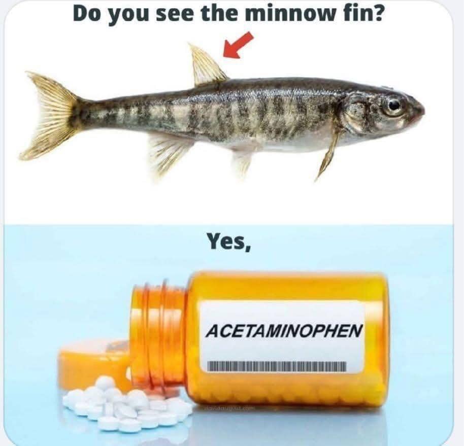 Meme: A picture of a fish then header text saying "Do you see the minnow fin?", then a photo of medicine below saying, "Yes, acetaminophen."