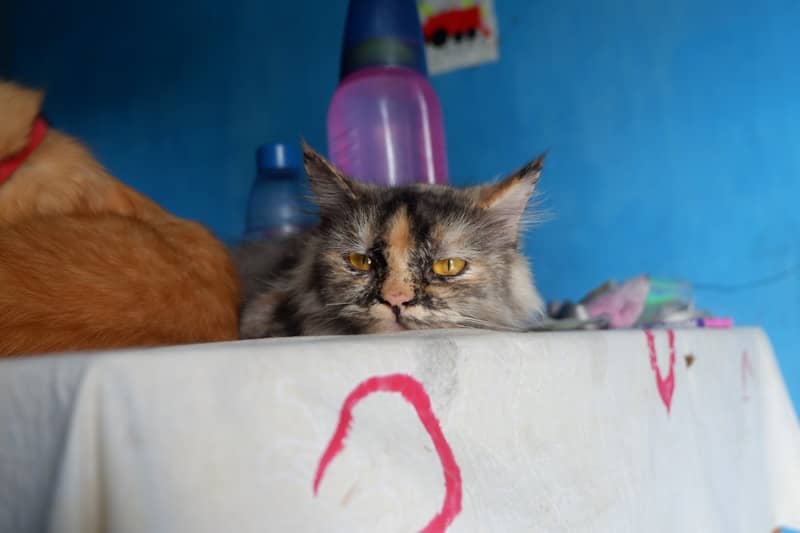 A cat sitting on top of a table next to a dog