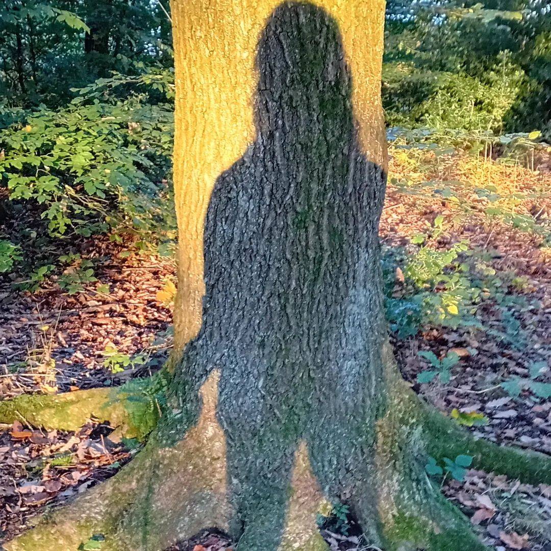 Maxine's shadow on a tree trunk