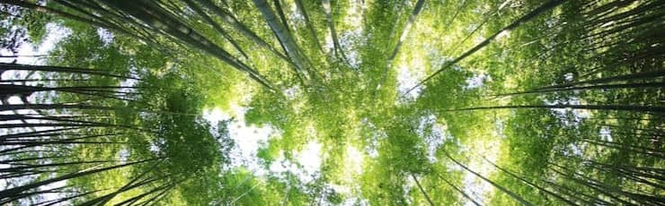 worms eye view of forest during day time
