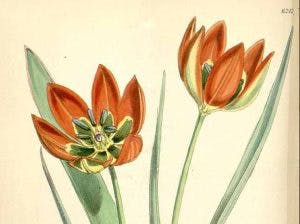 drawing of tulips