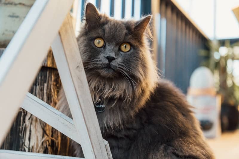 black and brown cat on white wooden frame