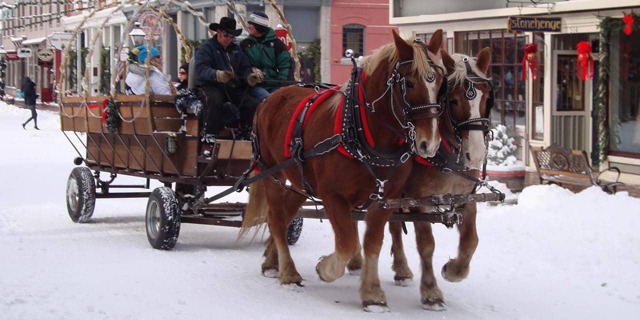 two horses pull a wagon at the Georgetown Christmas Market