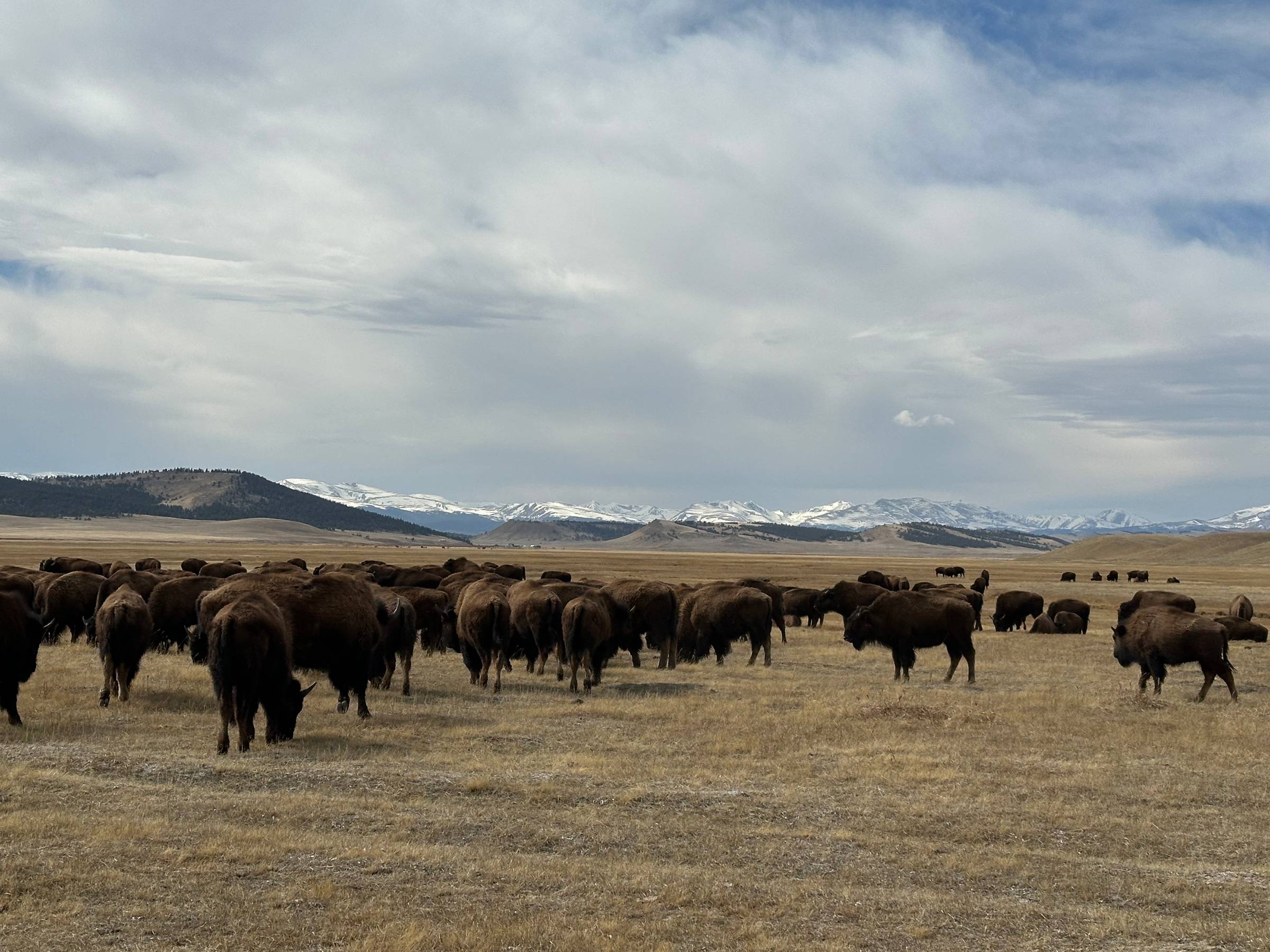 Herd of bison in Hartsel, Colorado in springtime