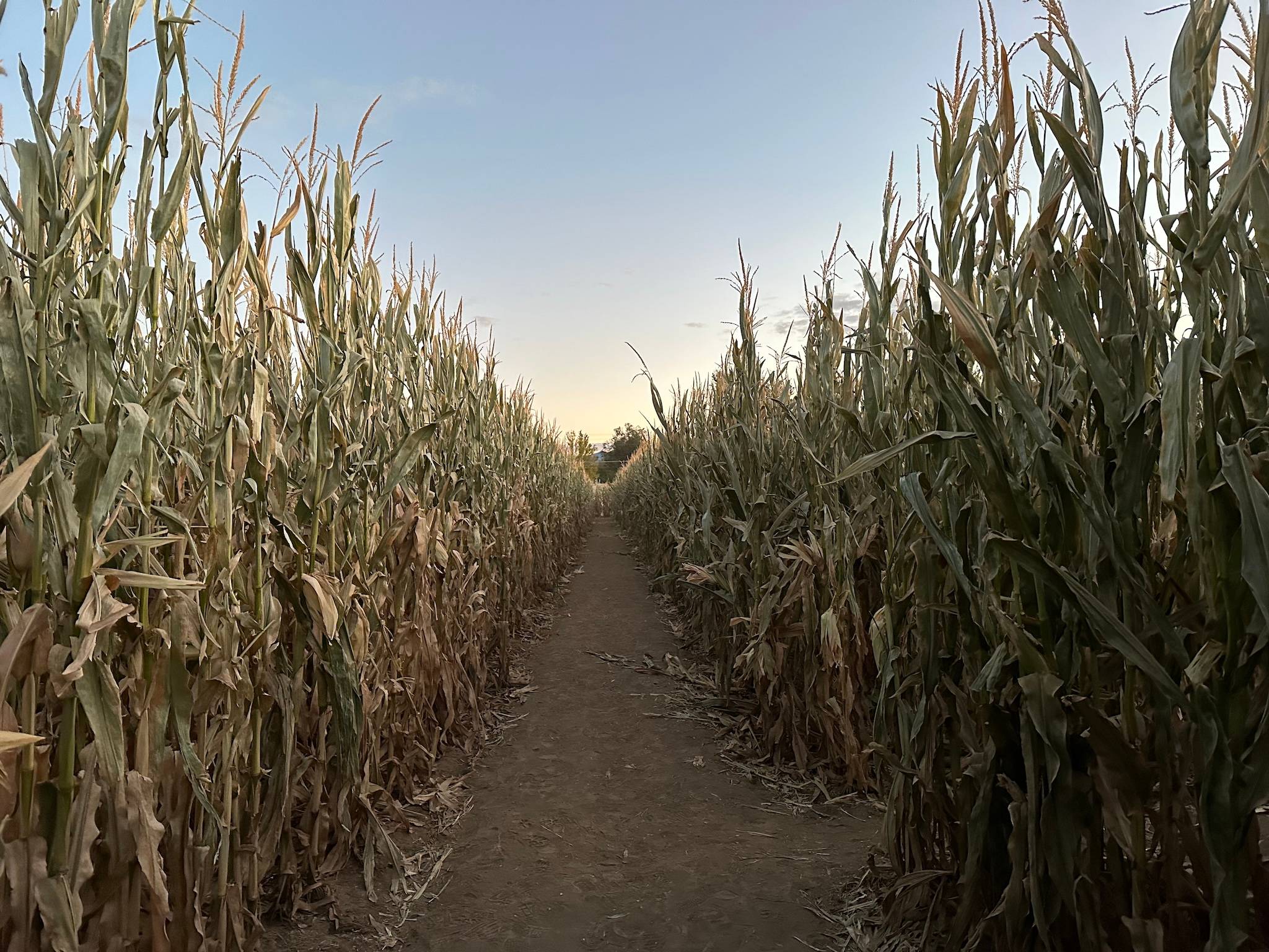 corn maze in Canon City