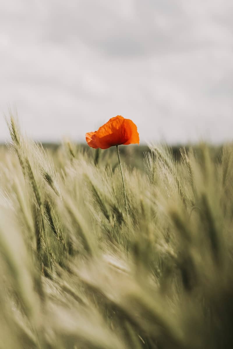 A red poppy blooms above a wheat field.