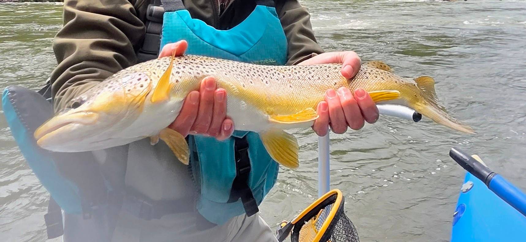 blackfoot river brown trout