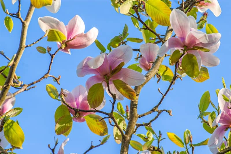 Health and Happiness. Part 1: Gratefulness.