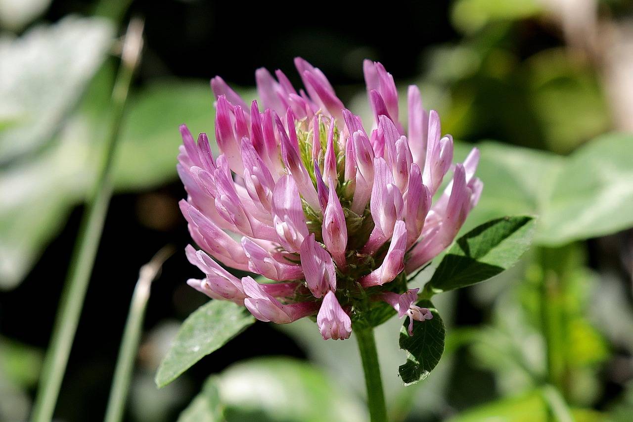 Red Clover. Image by Franz W. from Pixabay.