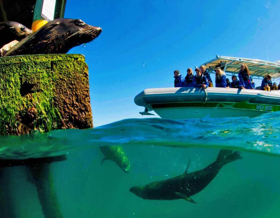 Sea All Dolphin and Seal Swim Tours