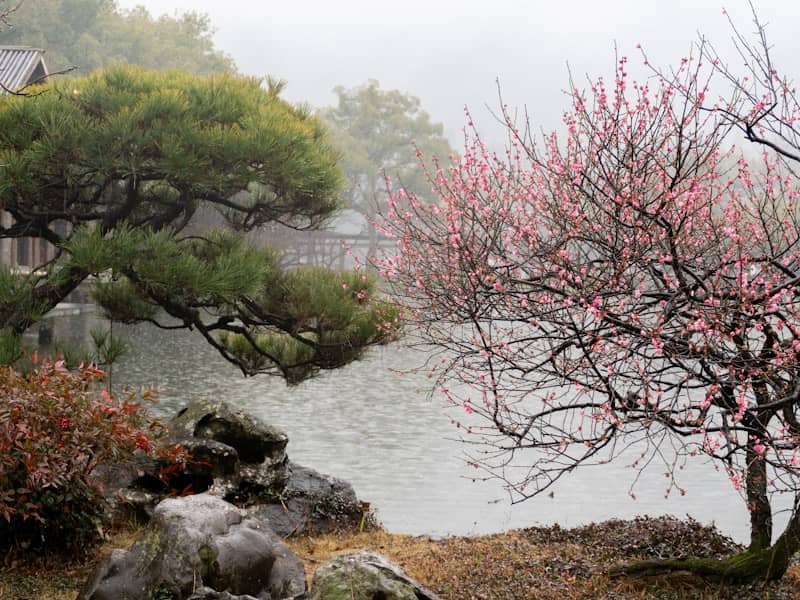 A flowering plum tree by a tranquil pond.