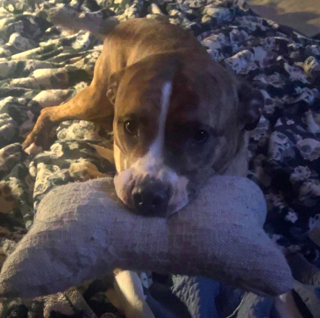 Daemon the dog on a fuzzy blanket with his emotional support pillow in his mouth.