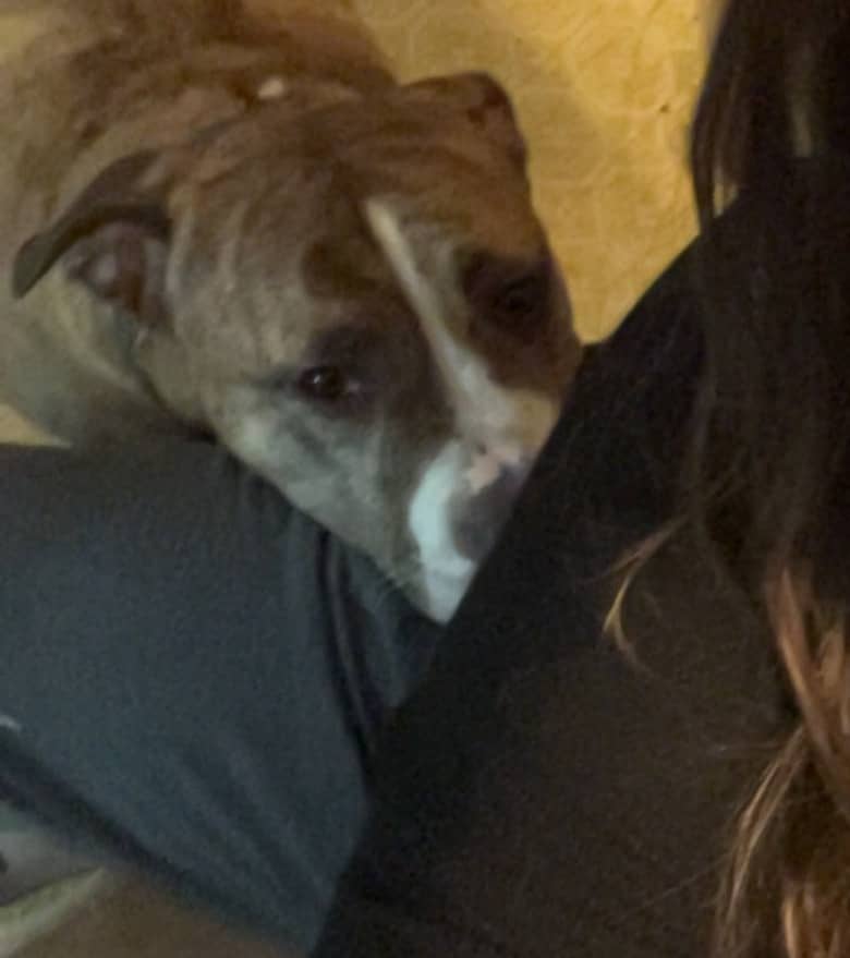Picture of my dog Daemon with his big head resting on my leg