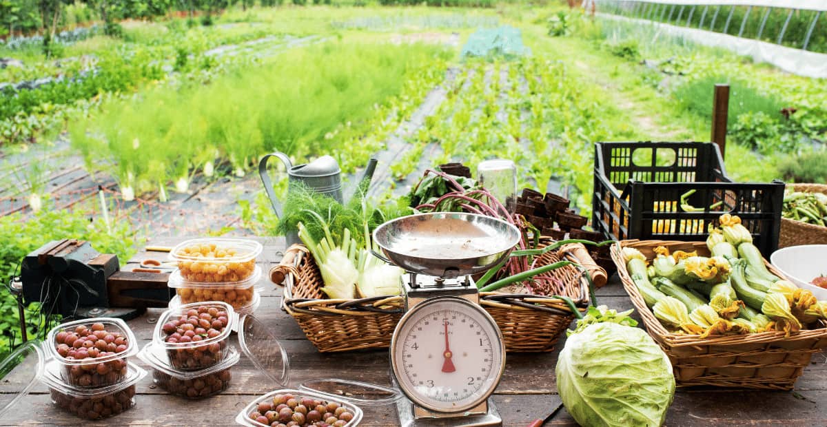 Amazing Facts About Cucumbers