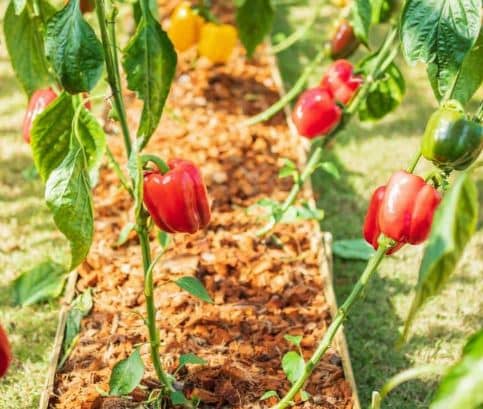 How to grow Bell Peppers