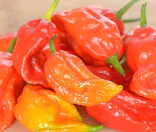 When to harvest ghost peppers