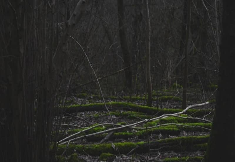 Dark forest floor with moss-covered logs and branches.