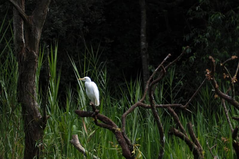 A white egret stands on a bare branch.