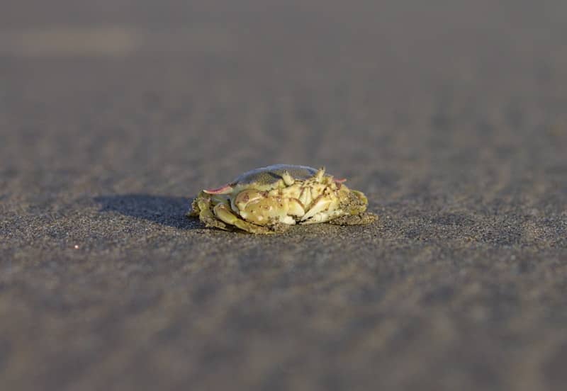 A tiny crab rests on the sand.