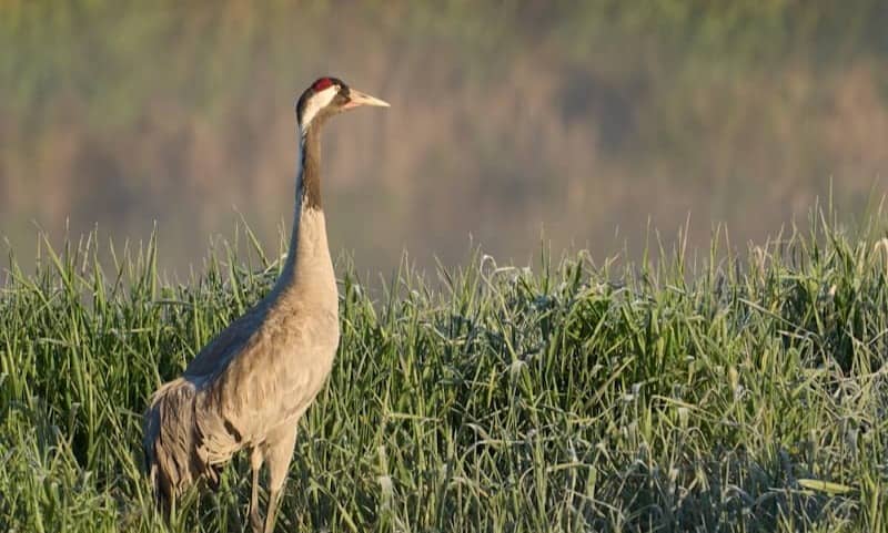 A crane stands in frosty grass near water.