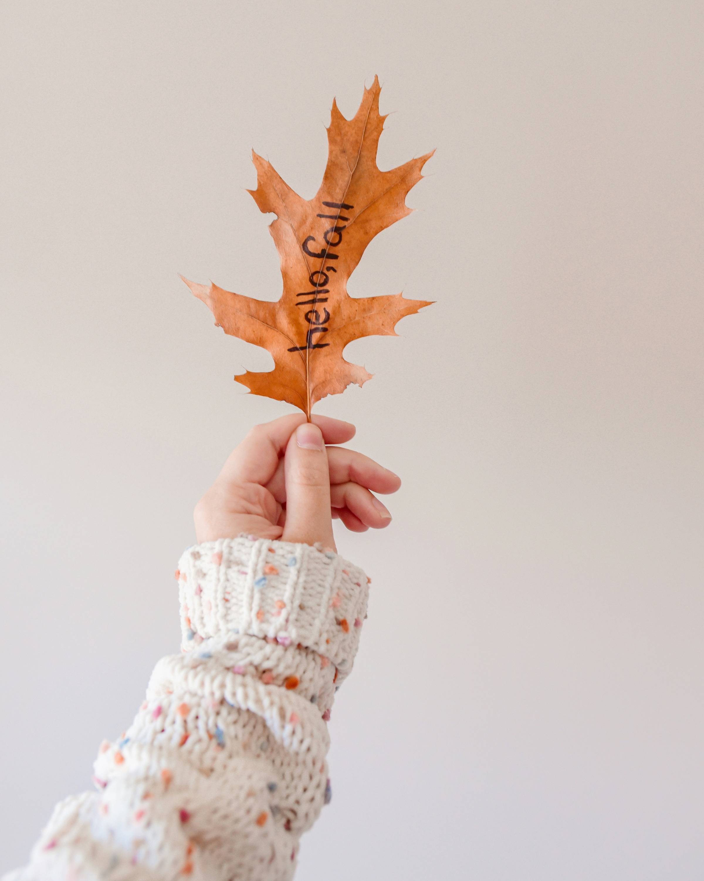 a hand holding an autumn leaf
