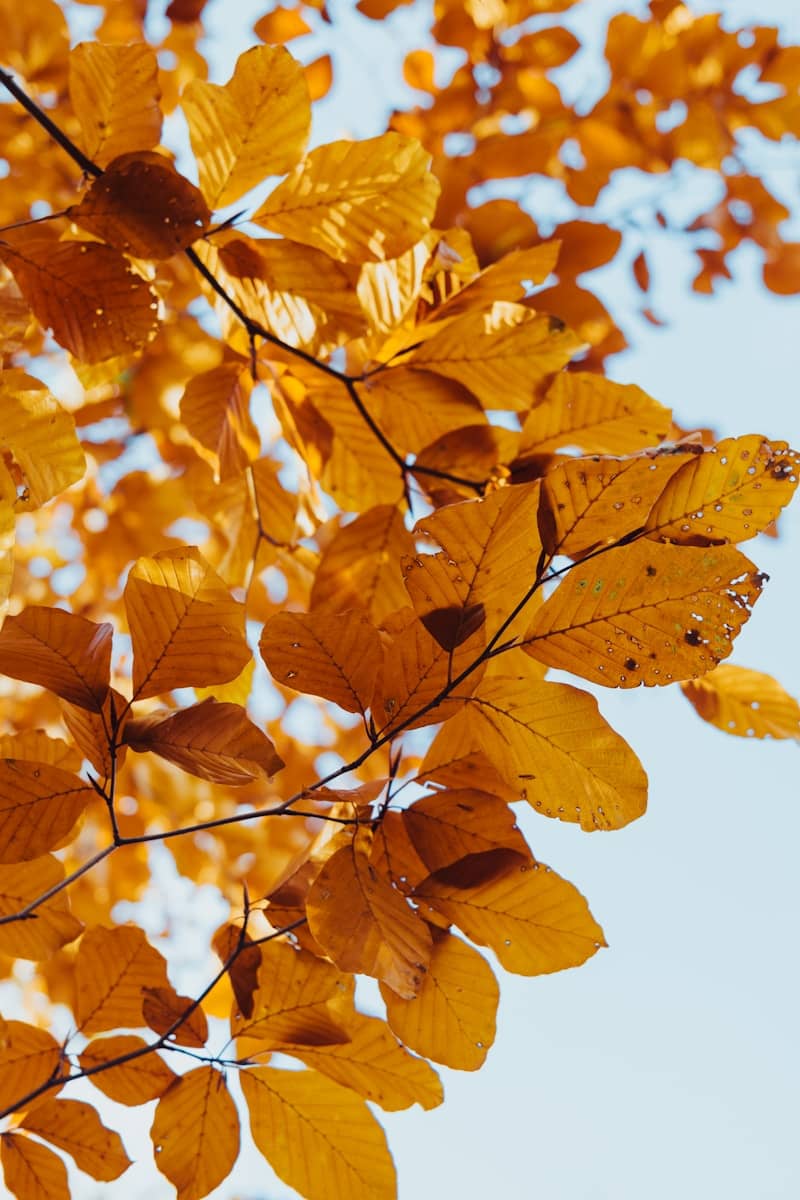 Golden autumn leaves against a clear sky
