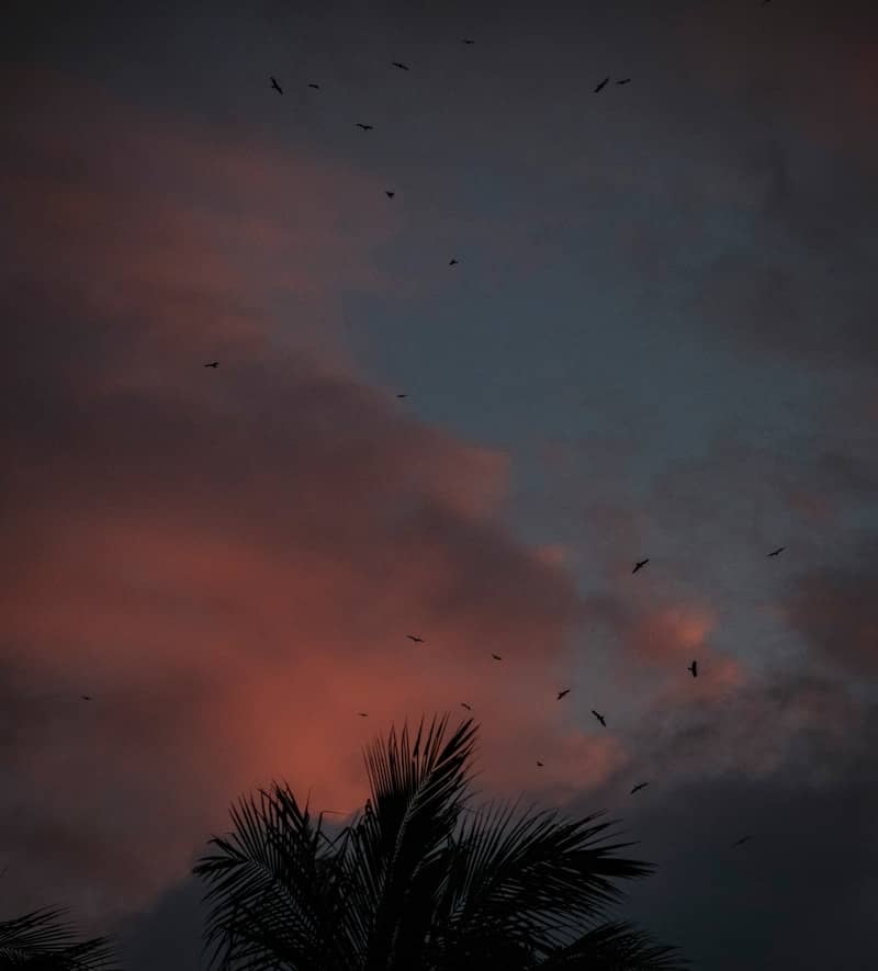 Beautiful sunset with birds flying in the sky.