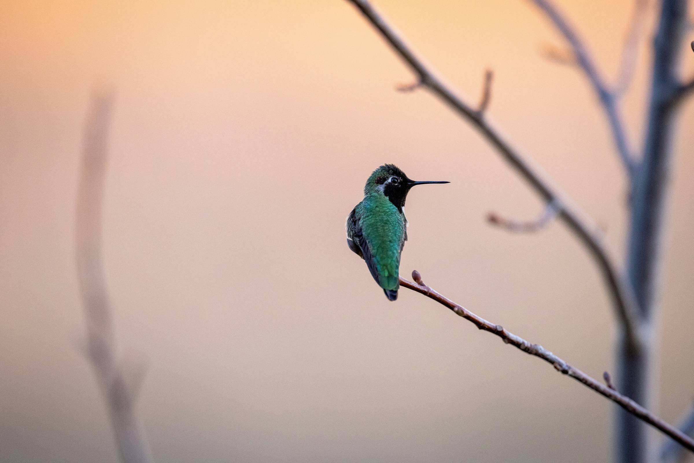 green bird on a branch