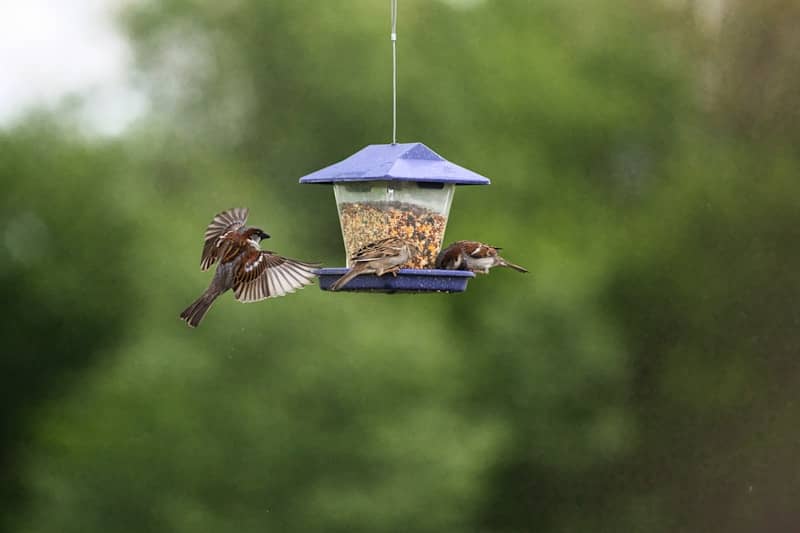 Birds eat seeds from a feeder in the garden.