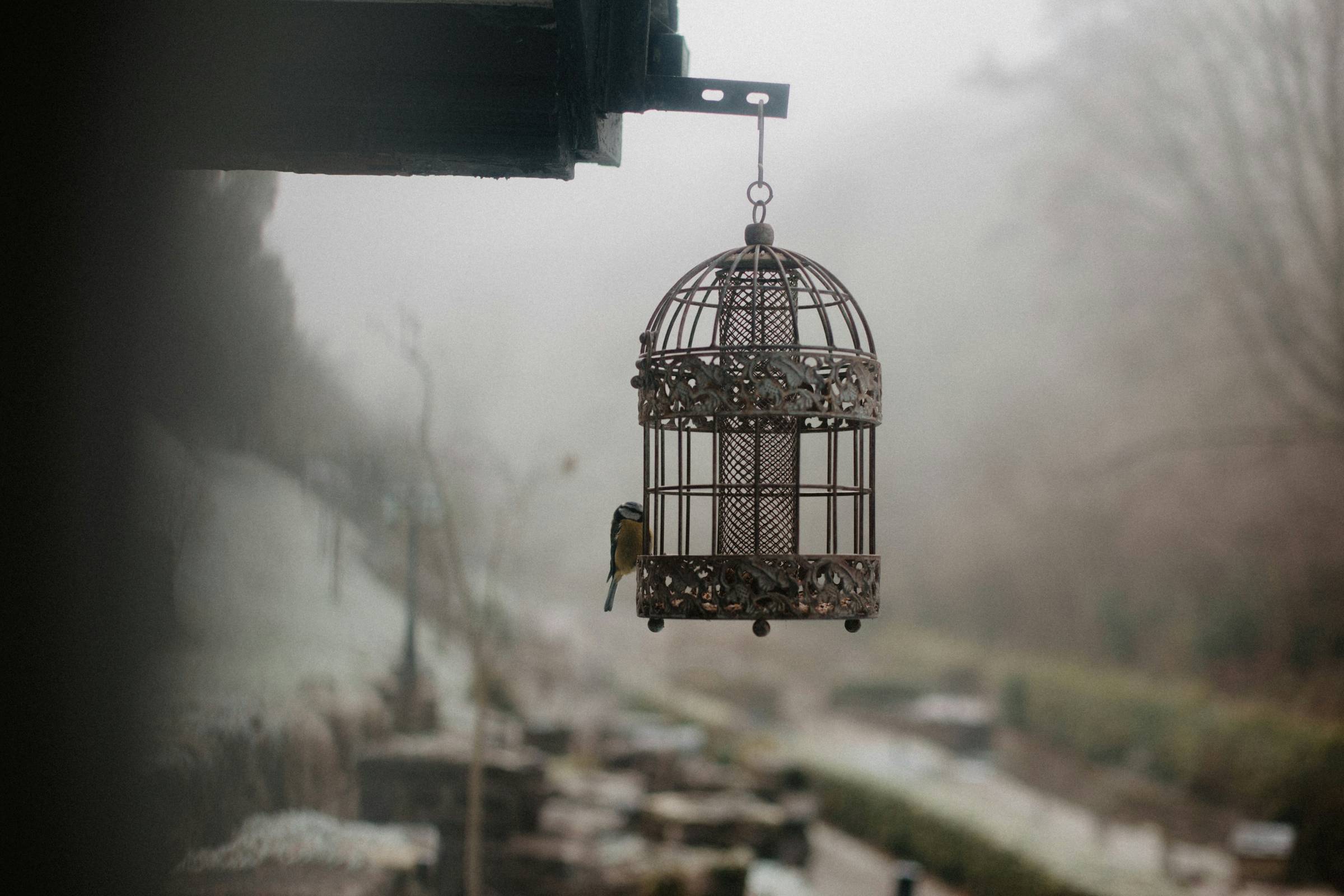 black and white picture of a cage with a bird just outside