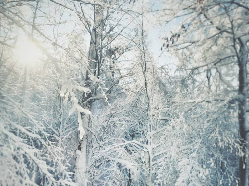 Sunlight shines through snow-covered trees in a forest.