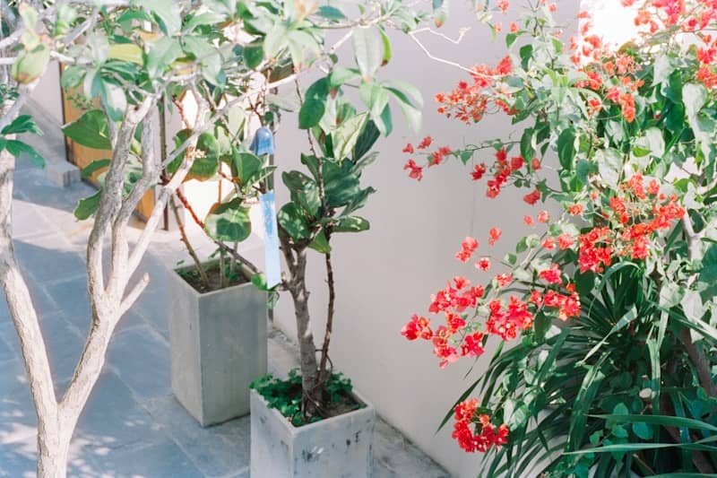 Potted plants with vibrant red flowers against a wall.