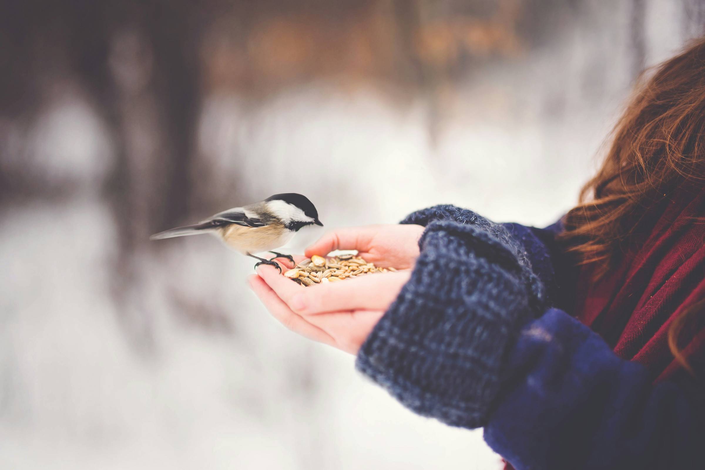 bird eating seeds from the hands of a woman