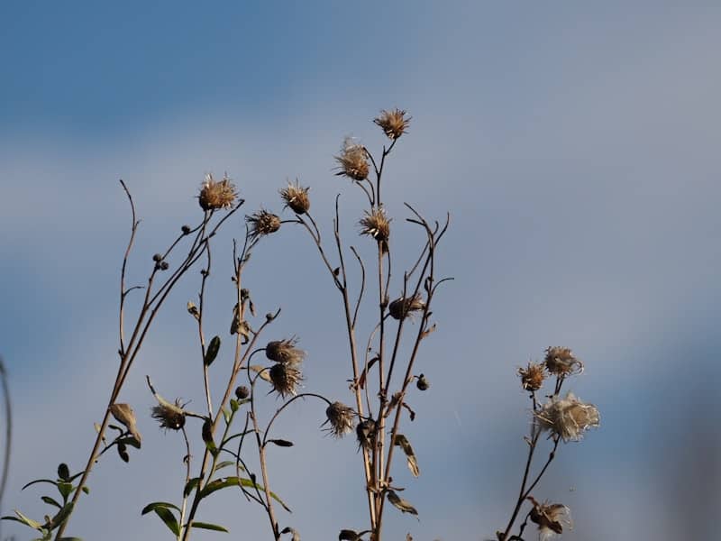 Dry thistles against a soft blue sky
