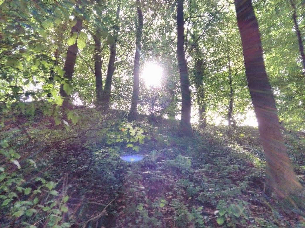 Sun through trees on a high slope