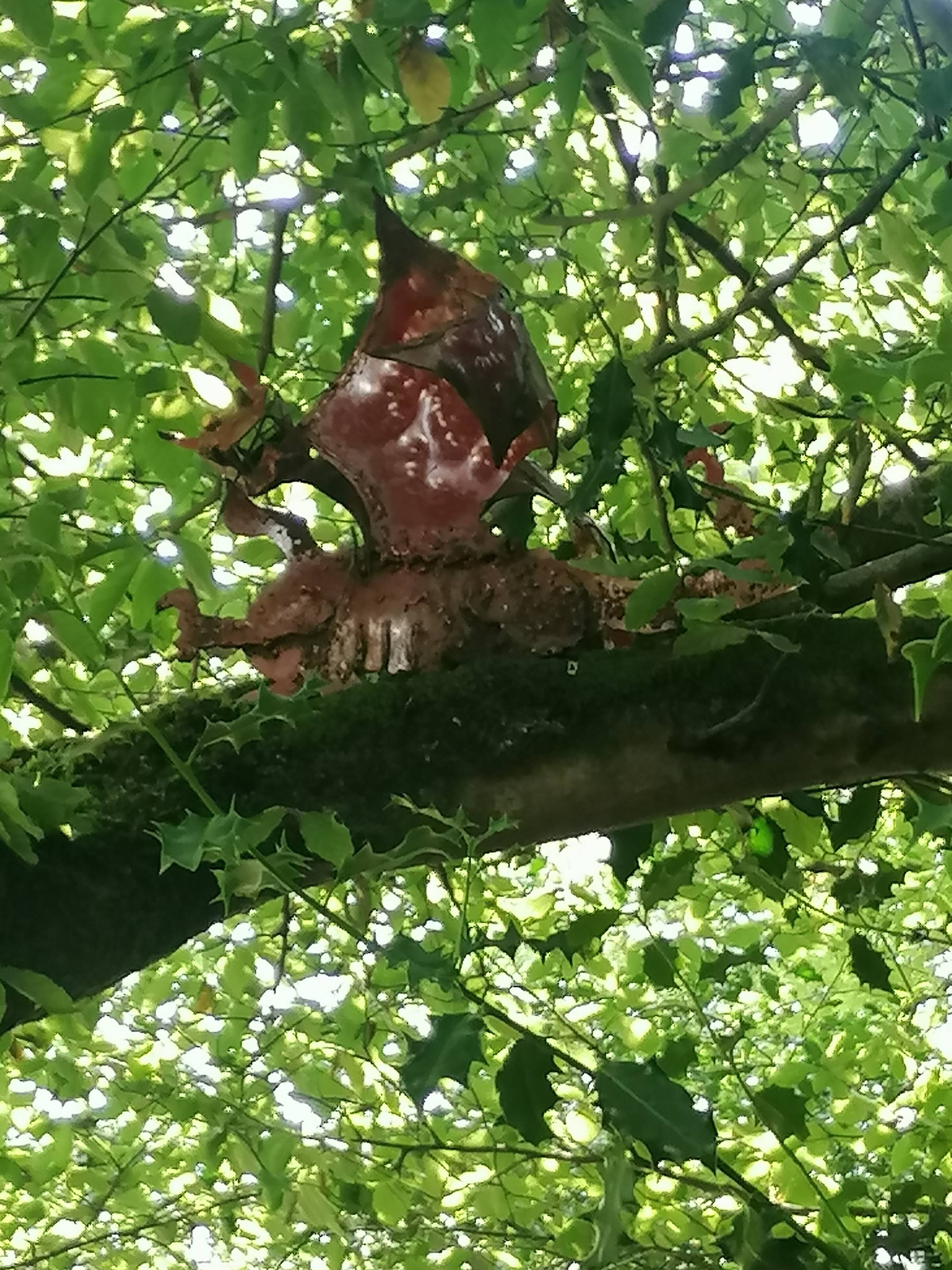 A red metal dragon sculpture on a sunlit tree branch