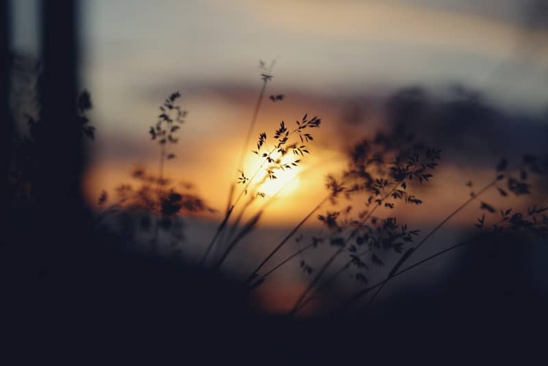 Silhouetted grass against a warm, glowing sunset sky.
