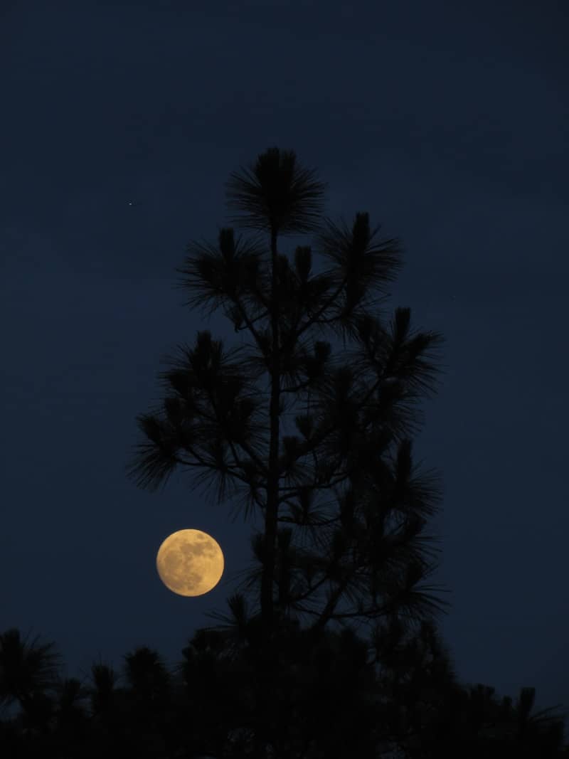 Full moon behind a tall pine tree at night.