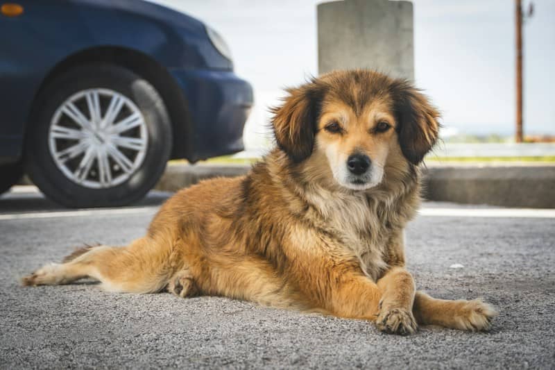A fluffy brown dog lying on asphalt near a parked blue car