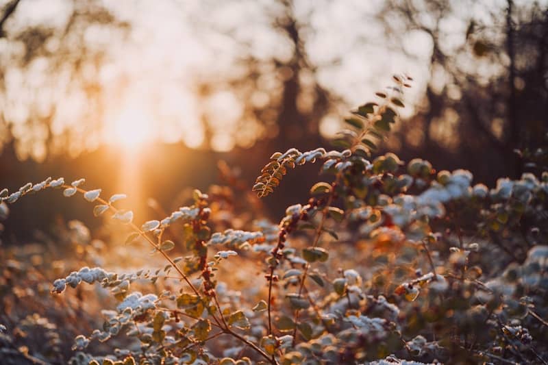 Snow-covered branches in golden sunset light